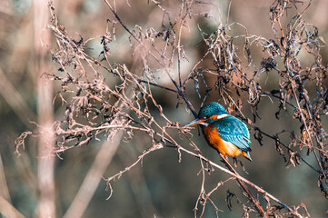 Kingfisher perched amonst dead tree branches