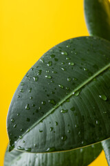 Dark green leafs  of a Ficus house plant with water drops in front of a yellow background.