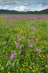 USA, Idaho. Shooting star wildflowers blooming in Elk Meadows, Salmon-Challis National Forest.