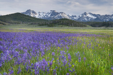 USA, Idaho. Meadows of common camas, Stanley Basin Sawtooth Mountains.