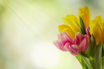 Tulips in a field of tulips. Bright tulips. Colorful tulips flower in the garden. Three beautiful...