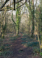 WESTON-SUPER-MARE, UK - MARCH 5, 2021: A footpath in Weston Woods
