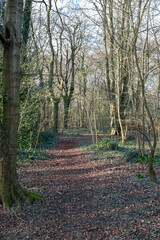 A footpath in Weston Woods in Weston-super-Mare, UK