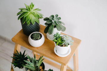 Succulents on a wooden shelf. Beautiful indoor plants in gray pots.
