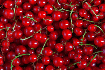 texture of many fresh red currant berries, plain background