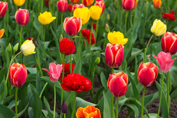 Lots of multicolored tulips in the garden. Red, yellow, orange flowers tulips bloom in spring. Background