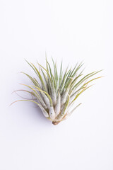 Green Air Plant (Tillandsia) on clean white background.
