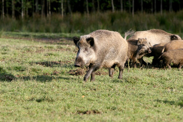 wild boar in the field