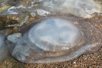 kornerot transparent jellyfish washed up on the beach in the Sea of Azov