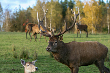 Naklejka na ściany i meble Red deer display their grown horns 