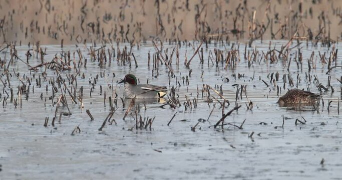 sarcelle d'hiver m&acirc;le (Anas crecca) se nettoyant le plumage