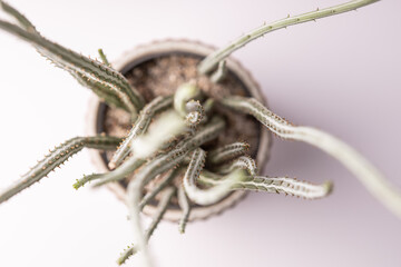 A green succulent house (Senecio Stapeliiformis, Pickle Plant) in front of white background. Abstract top view.