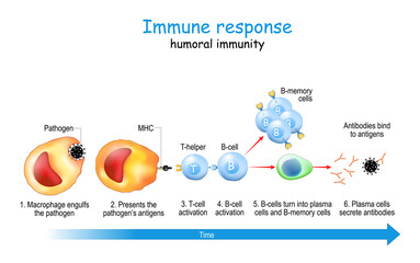 Immune response. humoral immunity.