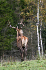 Red deer display their grown horns 