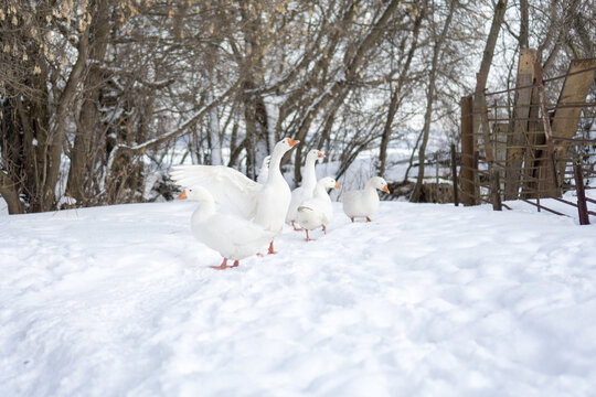 White geese birds in winter on the farm.