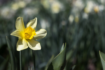 Yellow daffodil blooming in the garden, background. Spring flowers