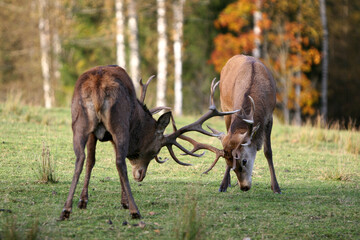 Fototapeta premium Red deer display their grown horns 