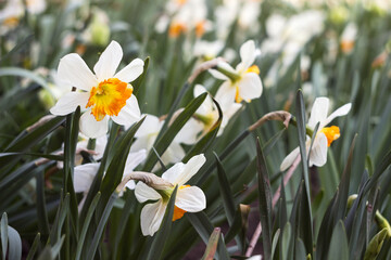 Obraz premium White daffodils with an orange center stamen. Spring blooming flower in the garden
