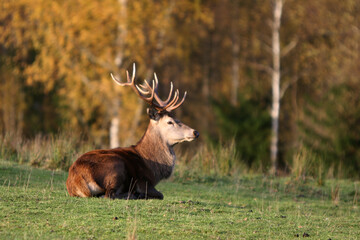 Red deer display their grown horns 
