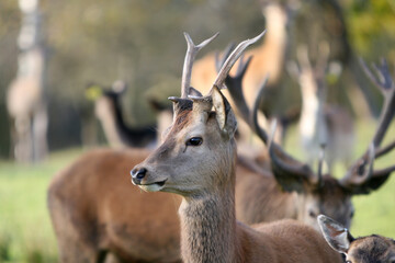 Red deer display their grown horns 