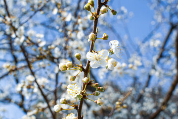 Flowering fruit tree in springtime, beautiful spring white flower