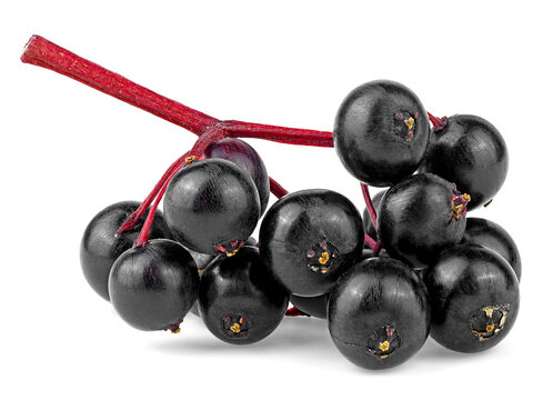 European black elderberry fruit isolated on a white background. Elderberry on red twig. Dwarf elder. Sambucus.