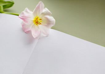 Open sketchbook mockup with white blank sheet and open bud tulip flower