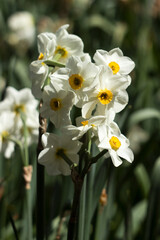 Fototapeta na wymiar Narcissus multiflorous (Tazetta) - spring white flowers, background. Blooming unusual daffodils
