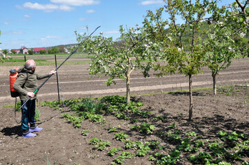 Spraying trees in the garden to protect against pests and diseases