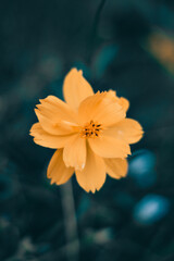 yellow flower on blue background