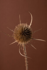 A decorative dried thistle blossom in front of brown background.