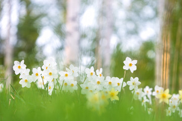 Poeticus daffodils, Narcissus poeticus Actaea, flowers in springtime