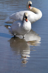 Mute Swans