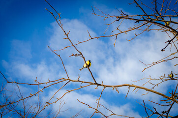 Tit on a thin branch against the blue sky.