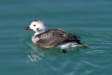 Juvenile Long tailed female ducks in harbour in ripply dark turquoise water