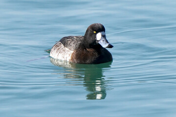 Greater Scaup female duck in harbour on beautiful winter day