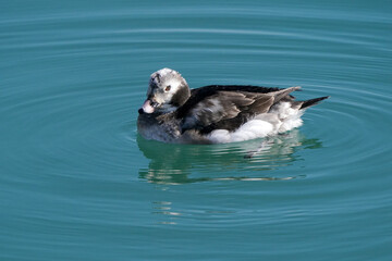 Juvenile Long tailed female ducks in harbour in ripply dark turquoise water