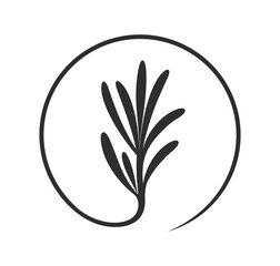 Rosemary branch. Isolated rosemary on white background