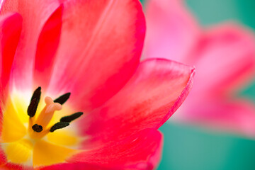 Pink tulip close up. Cute pink tulips, spring pink flowers