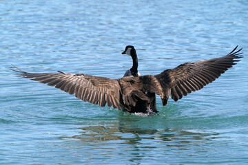 Canada Geese in harbour in winter on beautiful sunny day