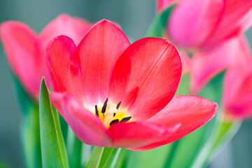 Pink tulip close up. Cute pink tulips, spring pink flowers