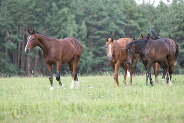Obraz premium Horse in the field