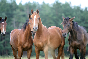 Obraz premium Horse in the field