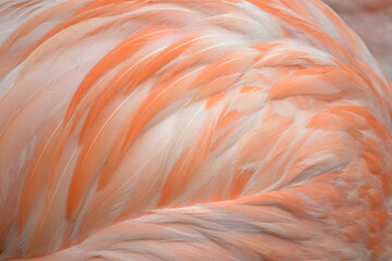Fototapeta premium flamingo plumage moving with the wind