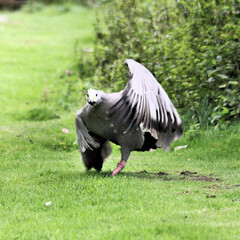 A view of a Cape Barren Goose