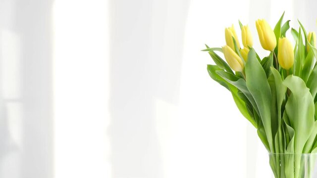 yellow tulips on white table, spring season. Bright morning sun in the open window through the curtains. Abstract white waving curtain in white bedroom apartment.