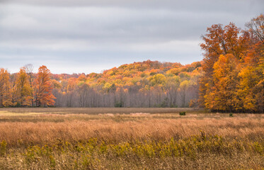Fototapeta na wymiar peak vibrant autumn foliage colors in Sleeping Bear Dunes National Lakeshore in Michigan