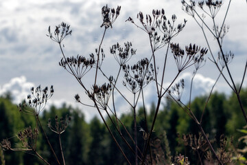 grass and sky