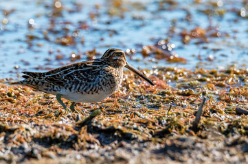 Common snipe or Gallinago gallinago standing in wildlife