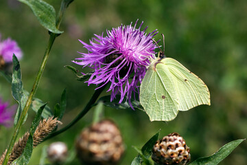 Yellow butterfly on a blue flower